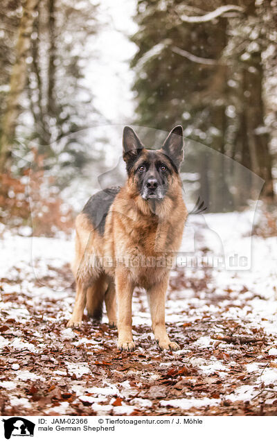 Deutscher Schferhund Rde / male German Shepherd / JAM-02366