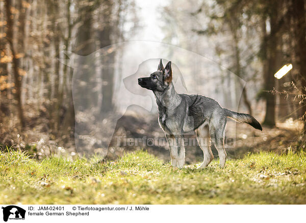 Deutscher Schferhund Hndin / female German Shepherd / JAM-02401