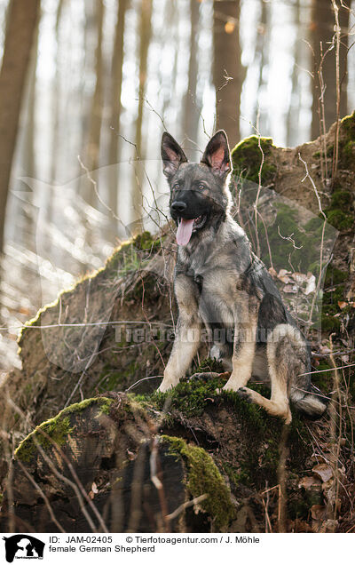 female German Shepherd / JAM-02405
