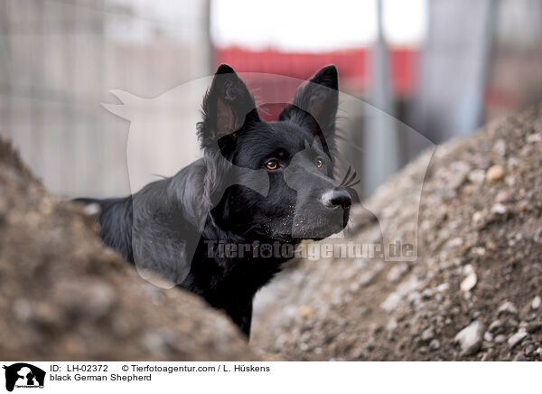 schwarzer Deutscher Schferhund / black German Shepherd / LH-02372