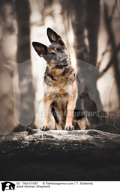 erwachsener Deutscher Schferhund / adult German Shepherd / TAS-01097