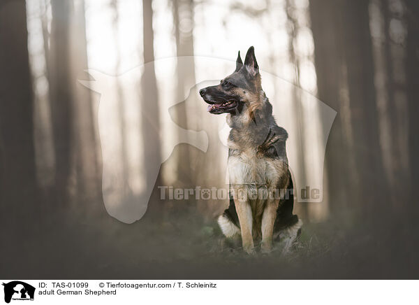 erwachsener Deutscher Schferhund / adult German Shepherd / TAS-01099