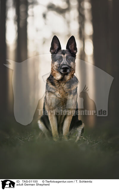 erwachsener Deutscher Schferhund / adult German Shepherd / TAS-01100
