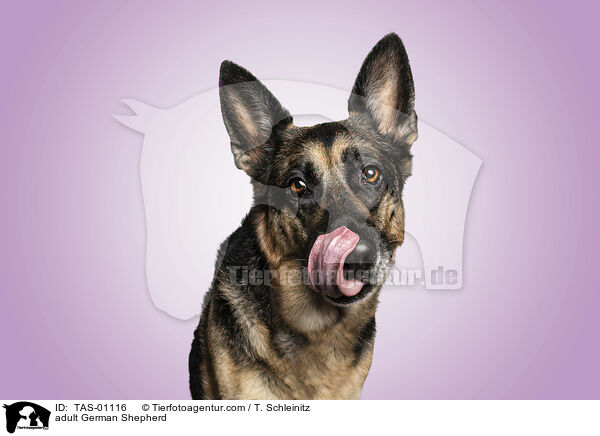 erwachsener Deutscher Schferhund / adult German Shepherd / TAS-01116