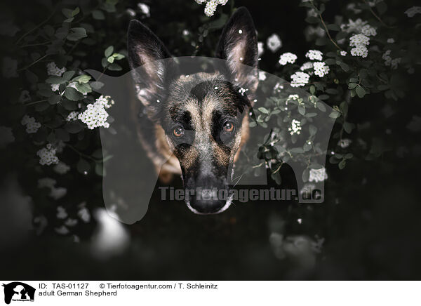 erwachsener Deutscher Schferhund / adult German Shepherd / TAS-01127