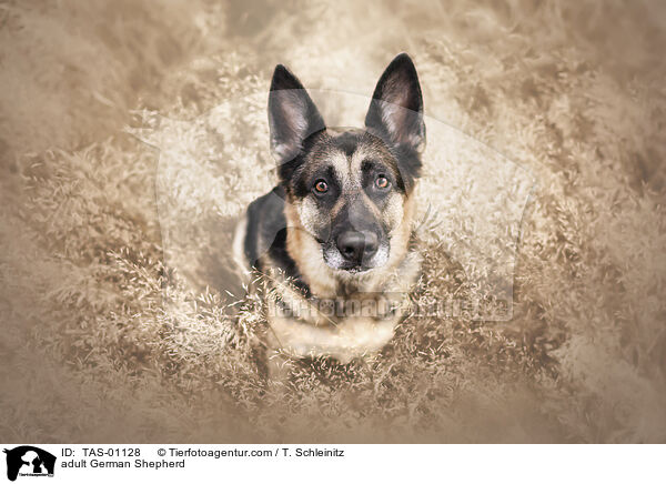 erwachsener Deutscher Schferhund / adult German Shepherd / TAS-01128