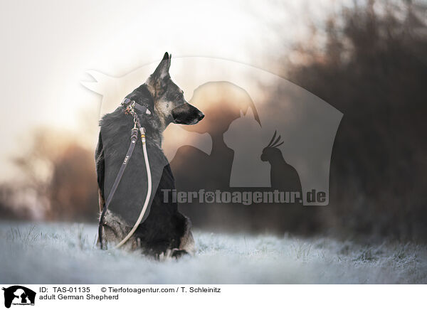 erwachsener Deutscher Schferhund / adult German Shepherd / TAS-01135