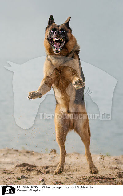 Deutscher Sch�ferhund / German Shepherd / MM-01035
