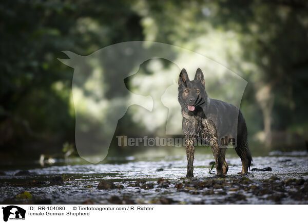 Deutscher Schferhund Hndin / female German Shepherd / RR-104080