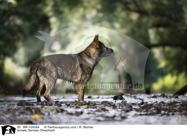 Deutscher Schferhund Hndin / female German Shepherd / RR-104084