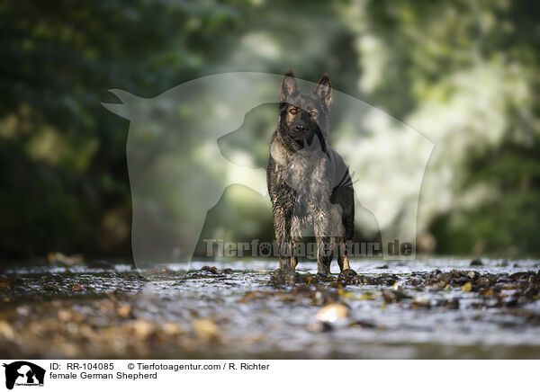 Deutscher Schferhund Hndin / female German Shepherd / RR-104085
