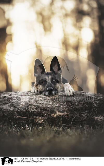 ausgewachsener Deutscher Schferhund / adult German Shepherd / TAS-01158