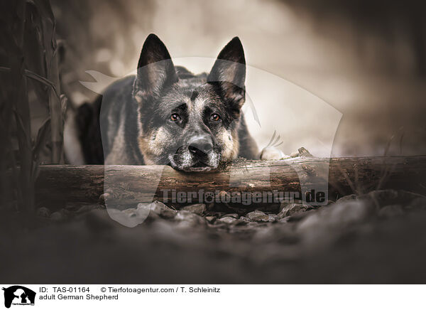 ausgewachsener Deutscher Schferhund / adult German Shepherd / TAS-01164