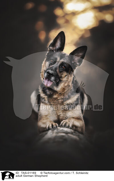 ausgewachsener Deutscher Schferhund / adult German Shepherd / TAS-01169