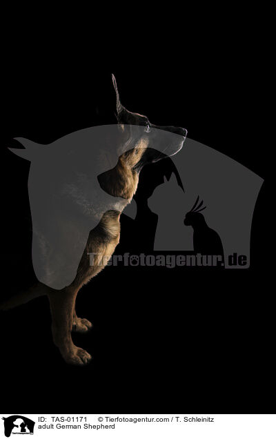 adult German Shepherd / TAS-01171