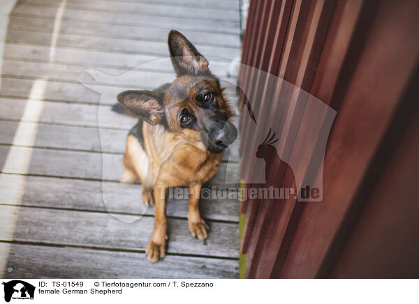 Deutscher Schferhund Hndin / female German Shepherd / TS-01549