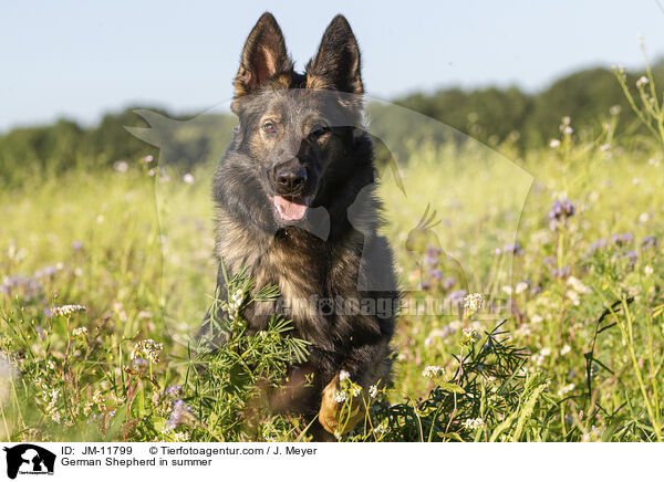 Deutscher Schferhund im Sommer / German Shepherd in summer / JM-11799