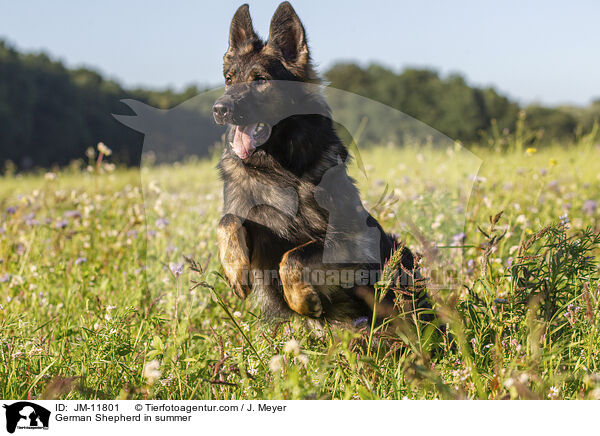 Deutscher Schferhund im Sommer / German Shepherd in summer / JM-11801