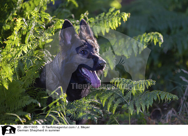 Deutscher Schferhund im Sommer / German Shepherd in summer / JM-11805