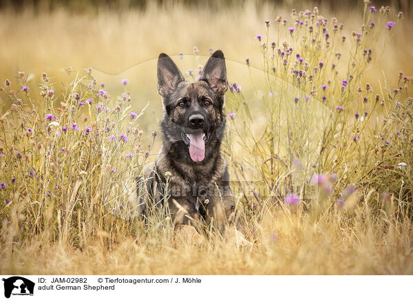 ausgewachsener Deutscher Schferhund / adult German Shepherd / JAM-02982