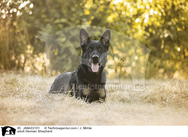 ausgewachsener Deutscher Schferhund / adult German Shepherd / JAM-03101