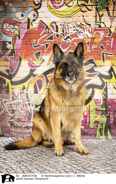 ausgewachsener Deutscher Schferhund / adult German Shepherd / JAM-03109