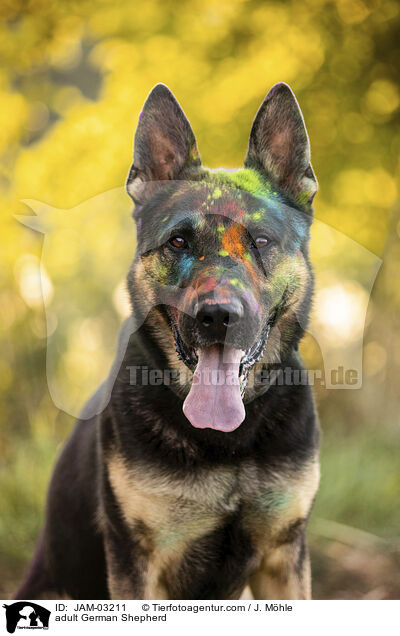 ausgewachsener Deutscher Schferhund / adult German Shepherd / JAM-03211