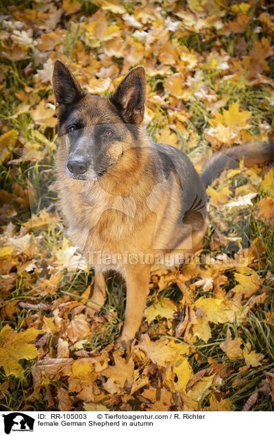 Deutscher Schferhund Hndin im Herbst / female German Shepherd in autumn / RR-105003