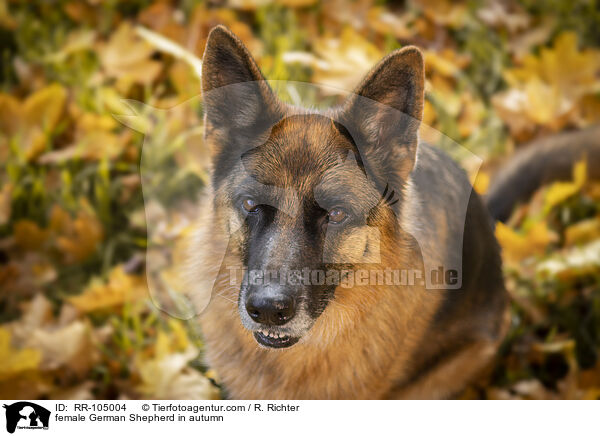 Deutscher Schferhund Hndin im Herbst / female German Shepherd in autumn / RR-105004