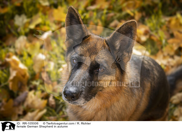 Deutscher Schferhund Hndin im Herbst / female German Shepherd in autumn / RR-105006