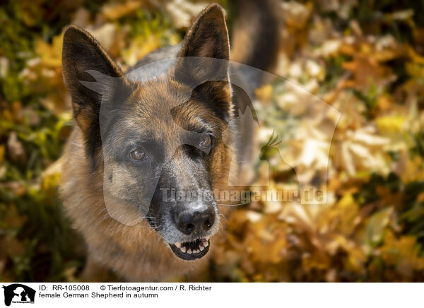 Deutscher Schferhund Hndin im Herbst / female German Shepherd in autumn / RR-105008