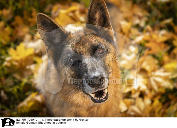 Deutscher Schferhund Hndin im Herbst / female German Shepherd in autumn / RR-105010