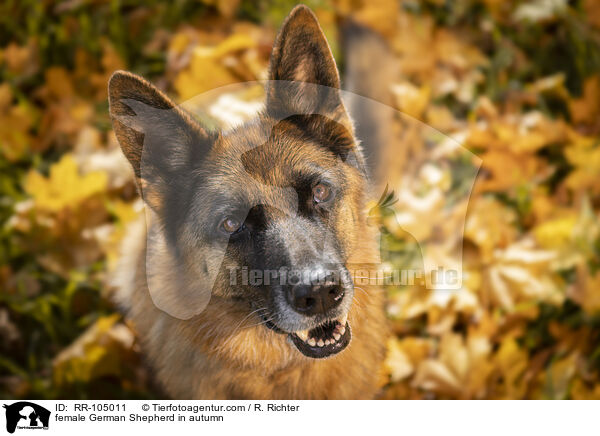 Deutscher Schferhund Hndin im Herbst / female German Shepherd in autumn / RR-105011