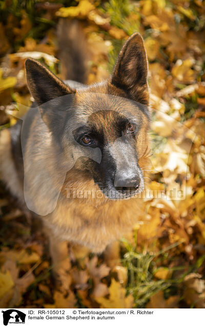 Deutscher Schferhund Hndin im Herbst / female German Shepherd in autumn / RR-105012