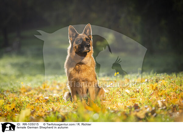 female German Shepherd in autumn / RR-105015