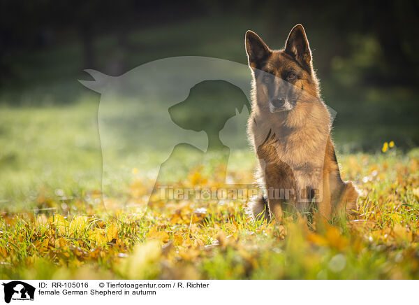 Deutscher Schferhund Hndin im Herbst / female German Shepherd in autumn / RR-105016