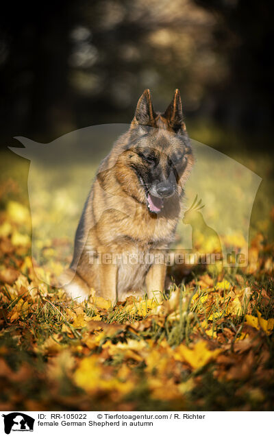 Deutscher Schferhund Hndin im Herbst / female German Shepherd in autumn / RR-105022
