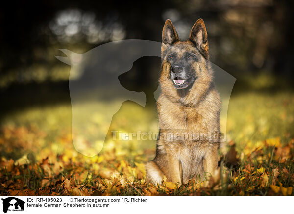 Deutscher Schferhund Hndin im Herbst / female German Shepherd in autumn / RR-105023