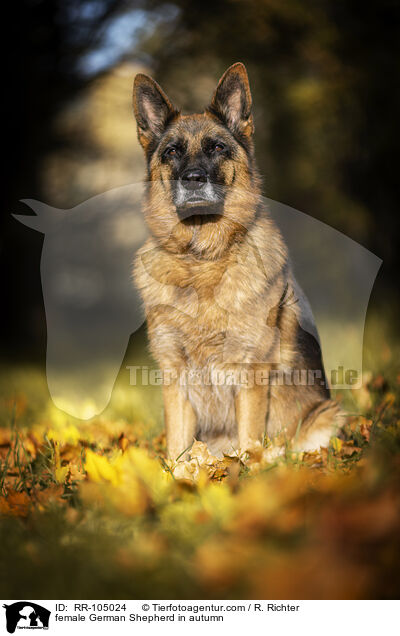Deutscher Schferhund Hndin im Herbst / female German Shepherd in autumn / RR-105024