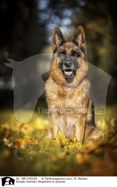 Deutscher Schferhund Hndin im Herbst / female German Shepherd in autumn / RR-105026
