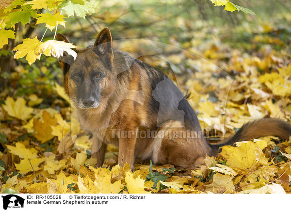 Deutscher Schferhund Hndin im Herbst / female German Shepherd in autumn / RR-105028