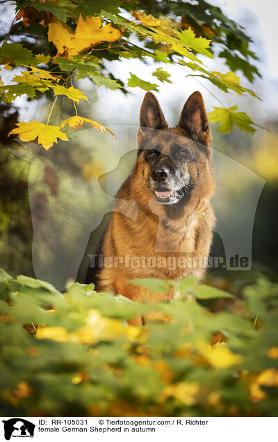 Deutscher Schferhund Hndin im Herbst / female German Shepherd in autumn / RR-105031