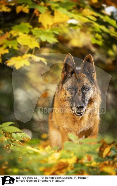 Deutscher Schferhund Hndin im Herbst / female German Shepherd in autumn / RR-105032