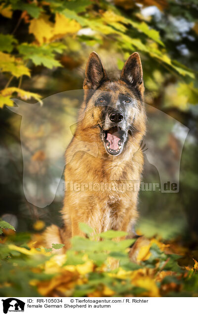 Deutscher Schferhund Hndin im Herbst / female German Shepherd in autumn / RR-105034