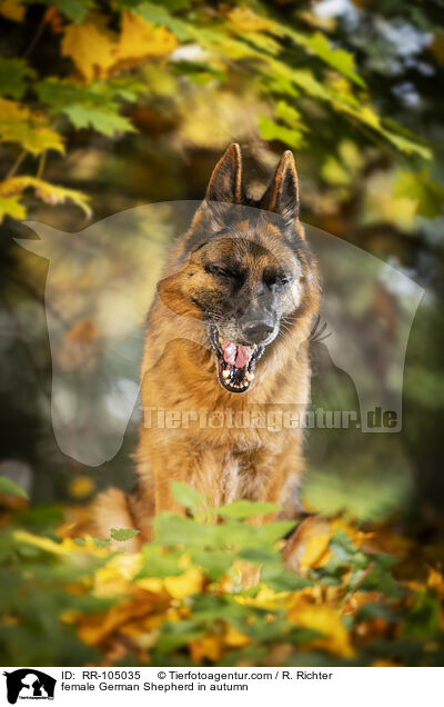 Deutscher Schferhund Hndin im Herbst / female German Shepherd in autumn / RR-105035