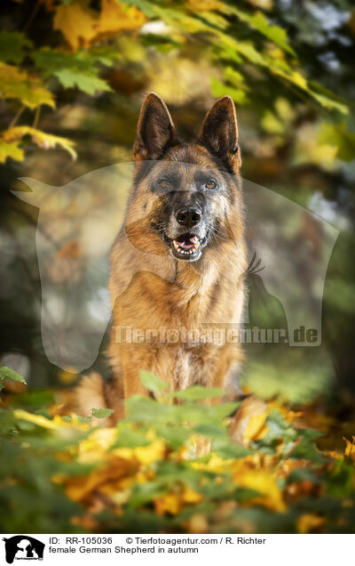Deutscher Schferhund Hndin im Herbst / female German Shepherd in autumn / RR-105036