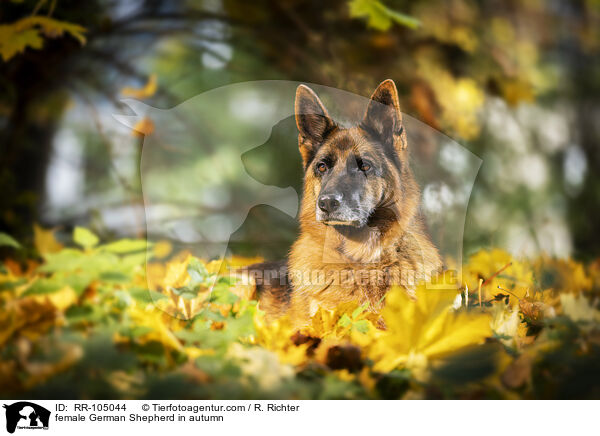 Deutscher Schferhund Hndin im Herbst / female German Shepherd in autumn / RR-105044