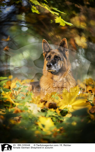 Deutscher Schferhund Hndin im Herbst / female German Shepherd in autumn / RR-105048