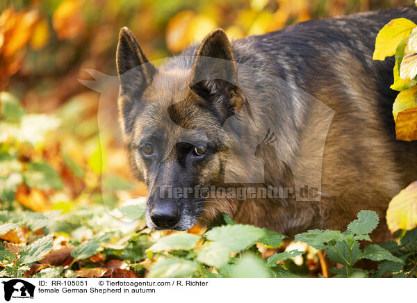 Deutscher Schferhund Hndin im Herbst / female German Shepherd in autumn / RR-105051