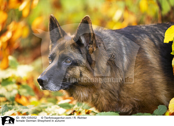 female German Shepherd in autumn / RR-105052